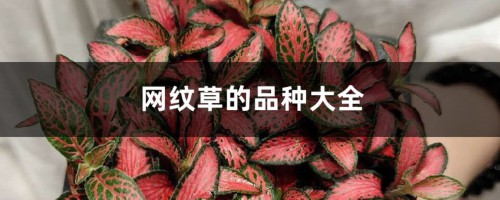 网纹草的品种大全