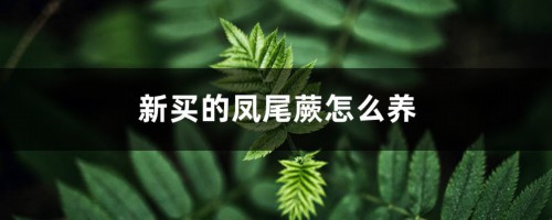 新买的凤尾蕨怎么养