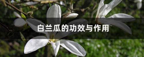 白兰瓜的功效与作用