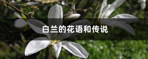 白兰的花语和传说