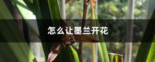 怎么让墨兰开花，开花期怎么养